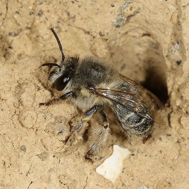 Anthophora pubescens, W 
