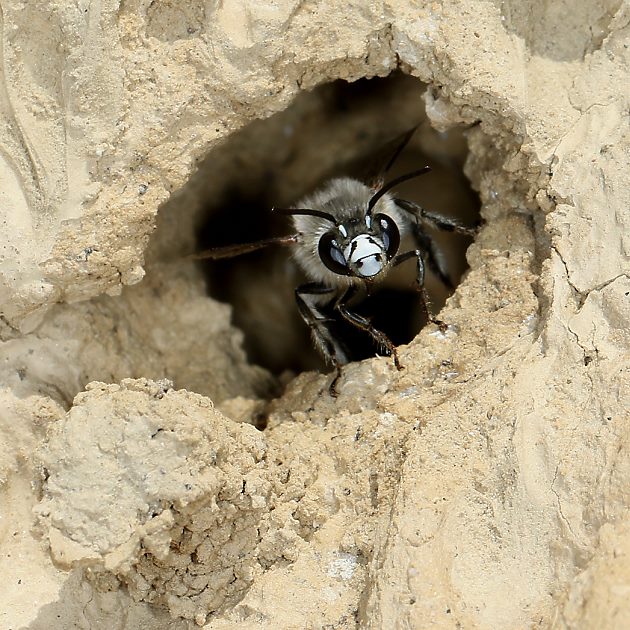 Anthophora pubescens, M im Nesteingang
