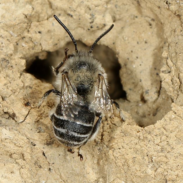Anthophora pubescens, M am Nesteingang