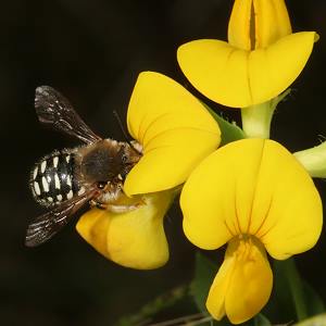 Anthidium punctatum M
