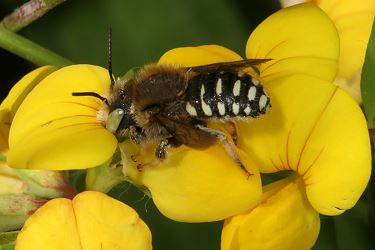 Anthidium punctatum M