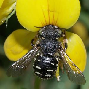 Anthidium punctatum W