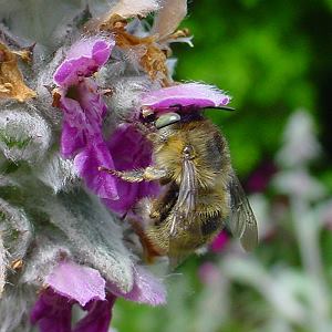 Anthophora quadrimaculata, W