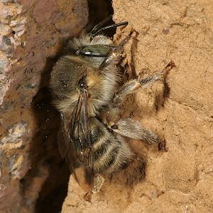 Anthophora quadrimaculata, W