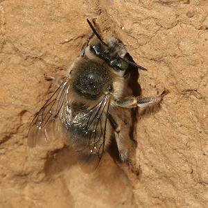 Anthophora quadrimaculata, W