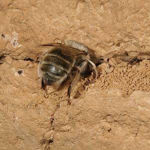 Anthophora quadrimaculata, M