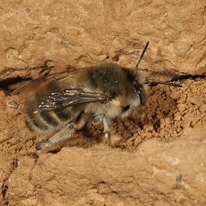 Anthophora quadrimaculata, W