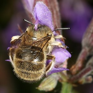 Anthophora quadrimaculata, W