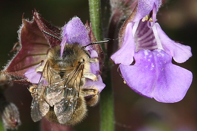 Anthophora quadrimaculata, W