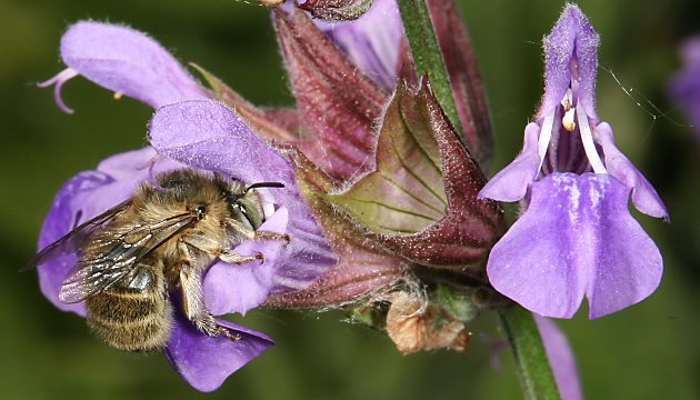 Anthophora quadrimaculata, W