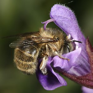 Anthophora quadrimaculata, W