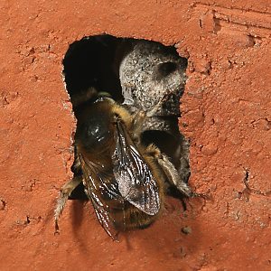 Anthophora quadrimaculata, W