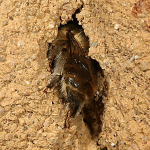 Anthophora quadrimaculata, W