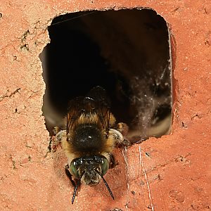 Anthophora quadrimaculata, W