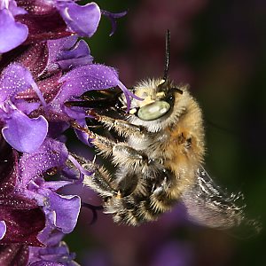 Anthophora quadrimaculata, M