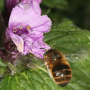 Anthophora quadrimaculata, M