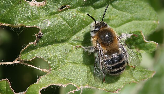 Anthophora quadrimaculata, M