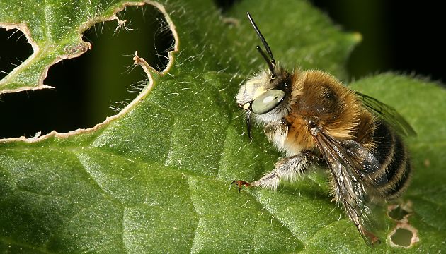 Anthophora quadrimaculata, M
