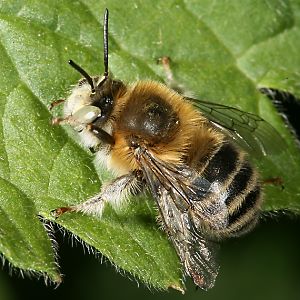 Anthophora quadrimaculata, M