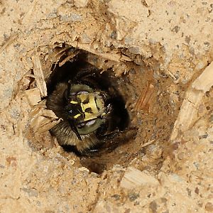 Anthophora quadrimaculata, M