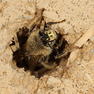 Anthophora quadrimaculata, M