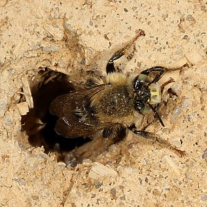 Anthophora quadrimaculata, M