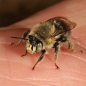 Anthophora quadrimaculata, M