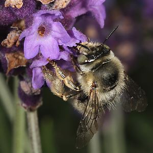 Anthophora quadrimaculata, M