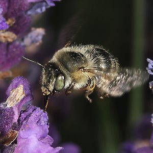 Anthophora quadrimaculata, M