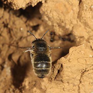Anthophora quadrimaculata, W