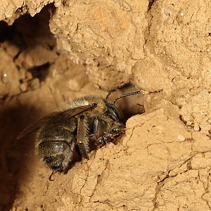 Anthophora quadrimaculata, W