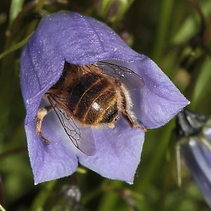 Anthophora quadrimaculata, W