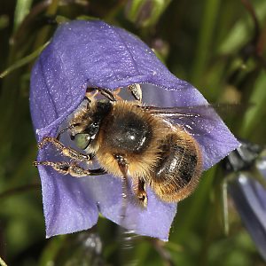 Anthophora quadrimaculata, W
