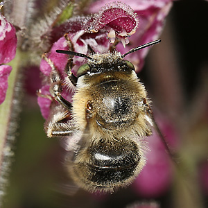 Anthophora quadrimaculata, W