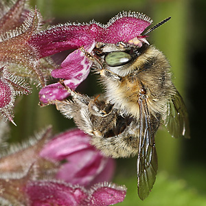 Anthophora quadrimaculata, W