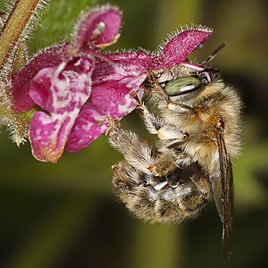 Anthophora quadrimaculata, W