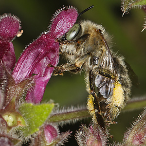 Anthophora quadrimaculata, W