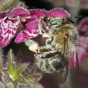 Anthophora quadrimaculata, W