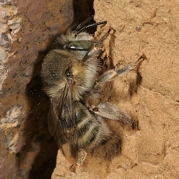 Anthophora quadrimaculata, W