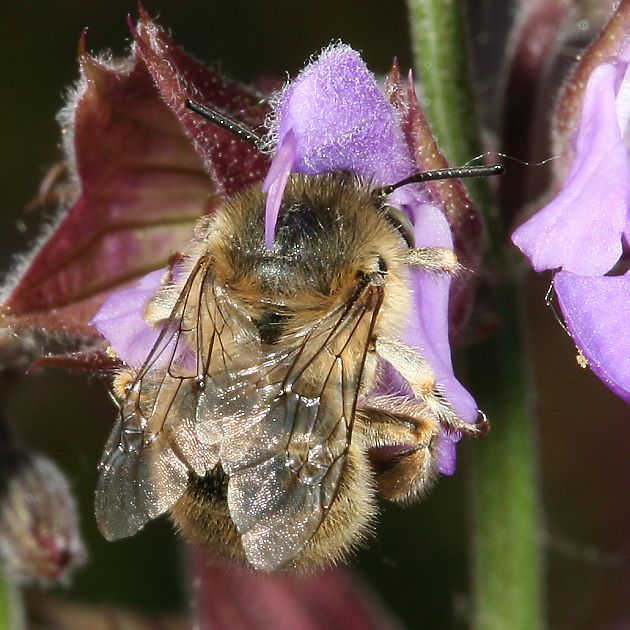 Anthophora quadrimaculata, W