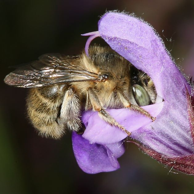 Anthophora quadrimaculata, W