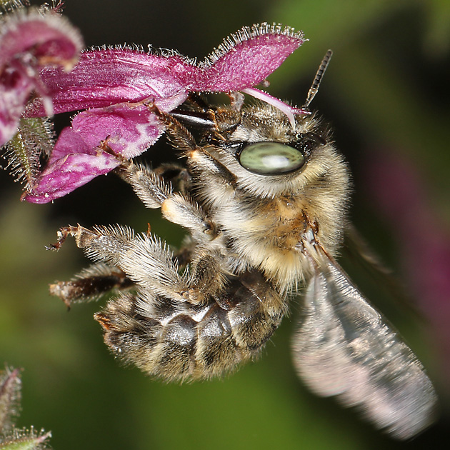 Anthophora quadrimaculata, W