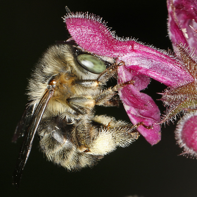 Anthophora quadrimaculata, W