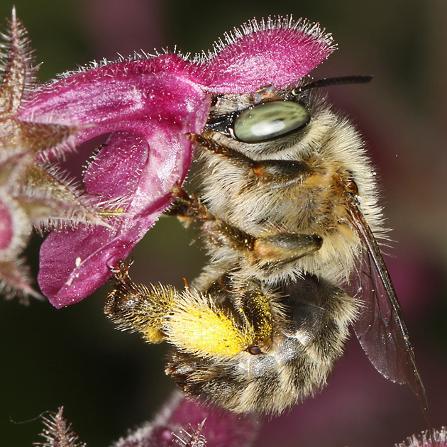 Anthophora quadrimaculata, W
