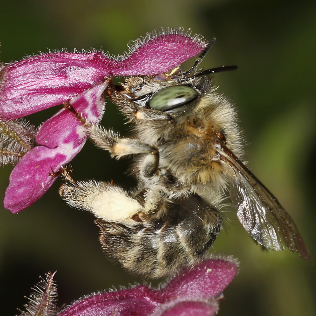 Anthophora quadrimaculata, W