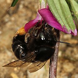 Pelzbiene: Anthophora retusa Pelzbiene: Anthophora retusa