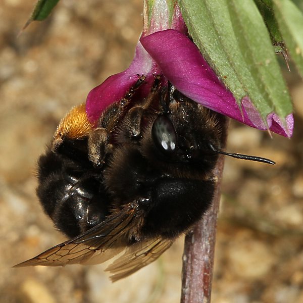 Anthophora retusa, W