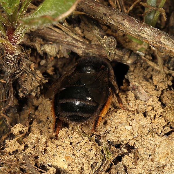 Anthophora retusa, W