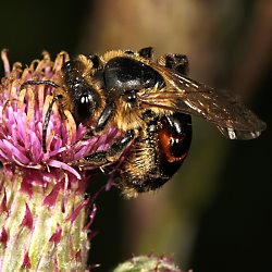 Sandbiene Andrena rosae, W Sandbiene Andrena rosae, W