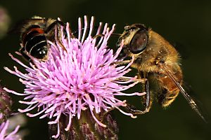 Andrena rosae, M, + Eristalis-Schwebfliege Andrena rosae, M, + Eristalis-Schwebfliege